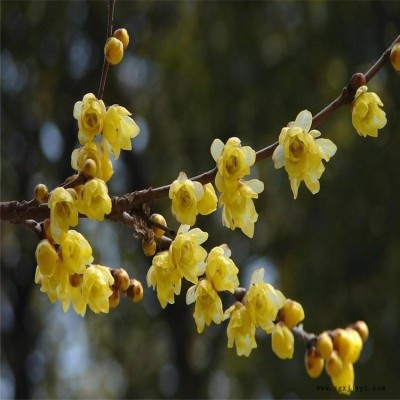 基地批發園林觀花植物 園林綠化叢生臘梅樹苗 冬天臘梅花苗 蠟梅